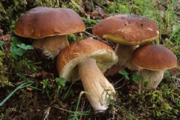 Controllo commestibilit&#224; funghi